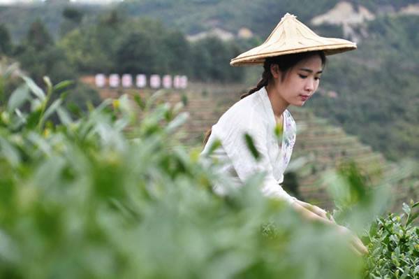 采茶女在采摘茶叶