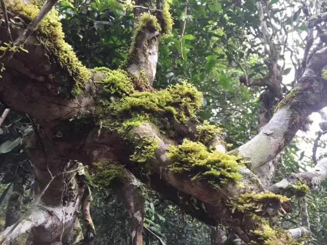 华祥苑百年藏仓的古茶树