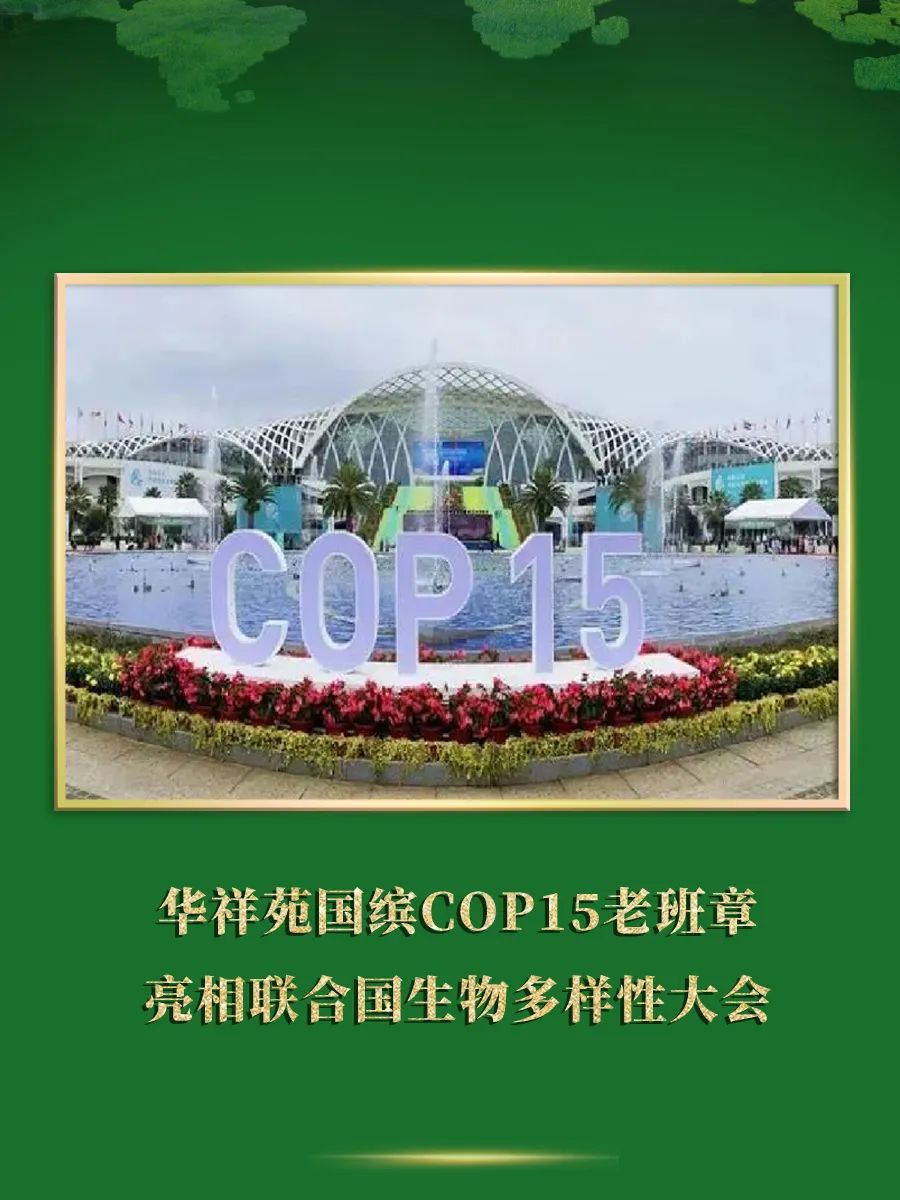 国缤COP15老班章