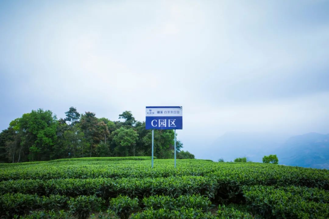 三茶理念