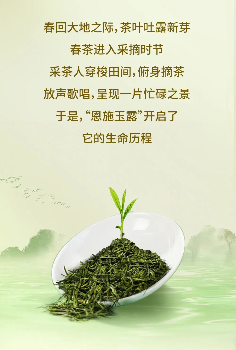 2023绿茶