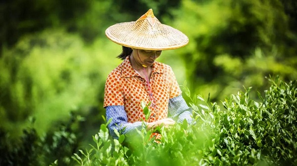 铁观音新茶上市 | 揭秘这泡铁观音为何这么好？